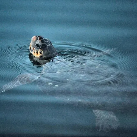 Haven - Luxury House Holiday home Argostoli (Kefalonia)